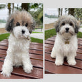 Custom Crochet Dog Plush, Realistic Pet Replica, Photo Dog Memorial Gift