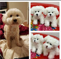 Custom Crochet Dog Plush, Personalized Pet Memorial, Dog Keychain